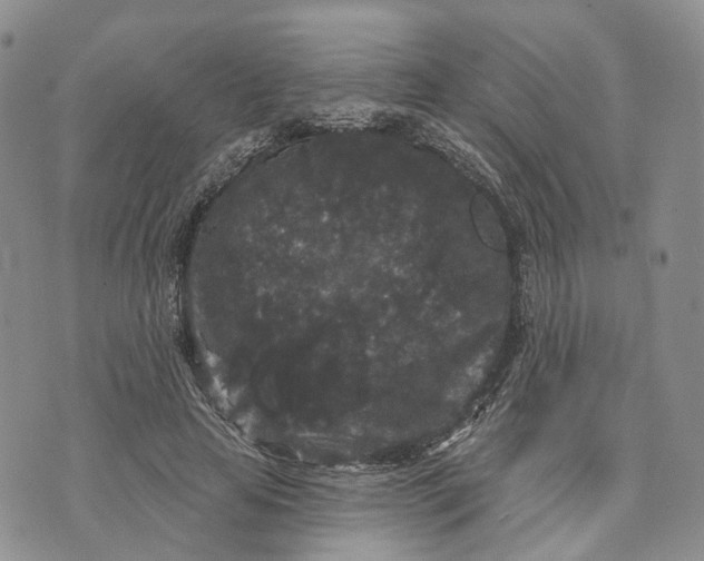 X0000070340641200606301742