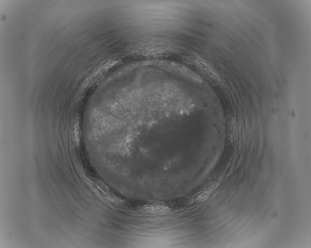 X0000070340644200606301742