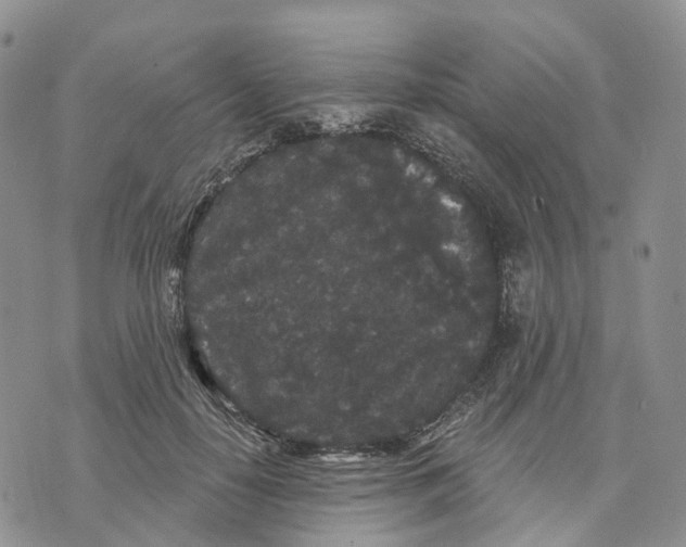 X0000070340650200606301742