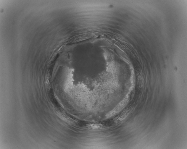 X0000070340654200606301742