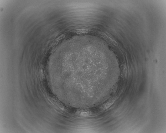 X0000070340655200606301742