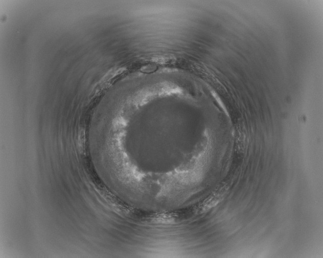 X0000070340656200606301742