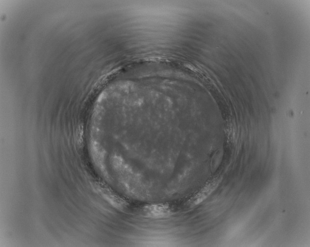 X0000070340660200606301742