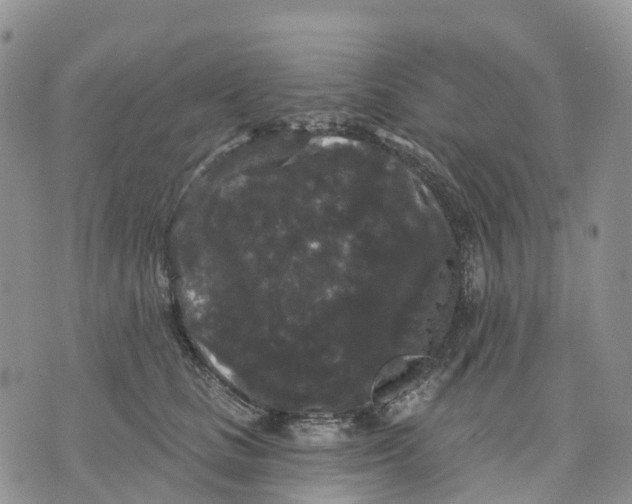 X0000070340661200606301742