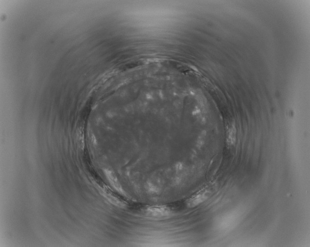 X0000070340666200606301742