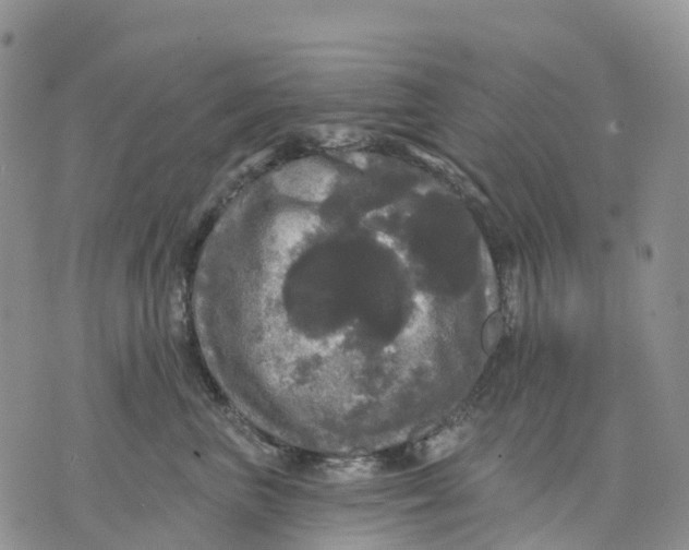 X0000070340667200606301742