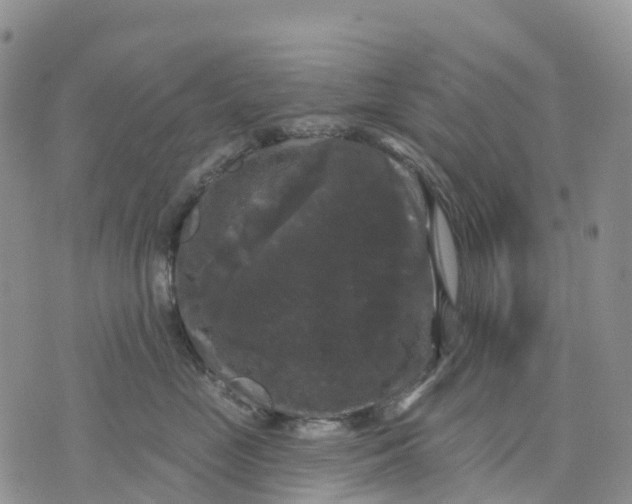 X0000070340669200606301742