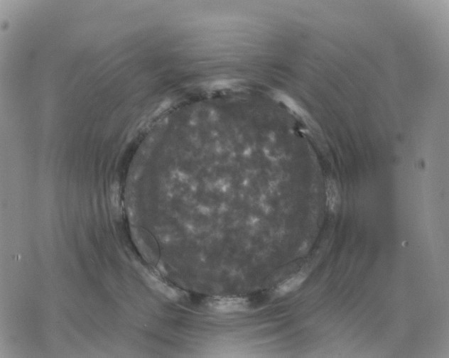 X0000070340670200606301742