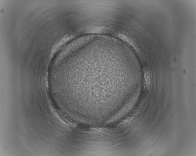 X0000070340682200606301741