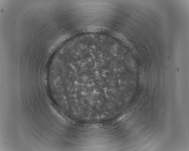 X0000070340683200606301741