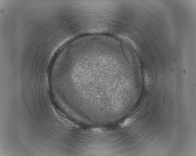 X0000070340684200606301741