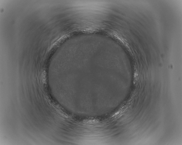 X0000070340689200606301741