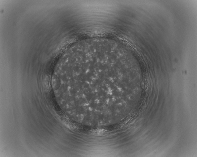 X0000070340695200606301741