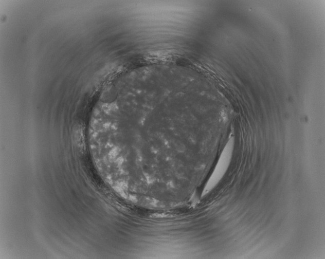 X0000070340699200606301741