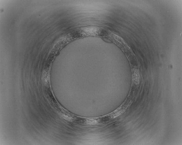 X0000070340701200606301741