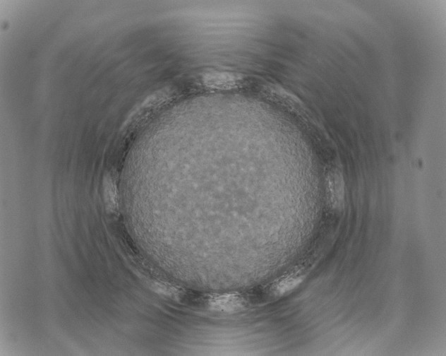 X0000070340705200606301741