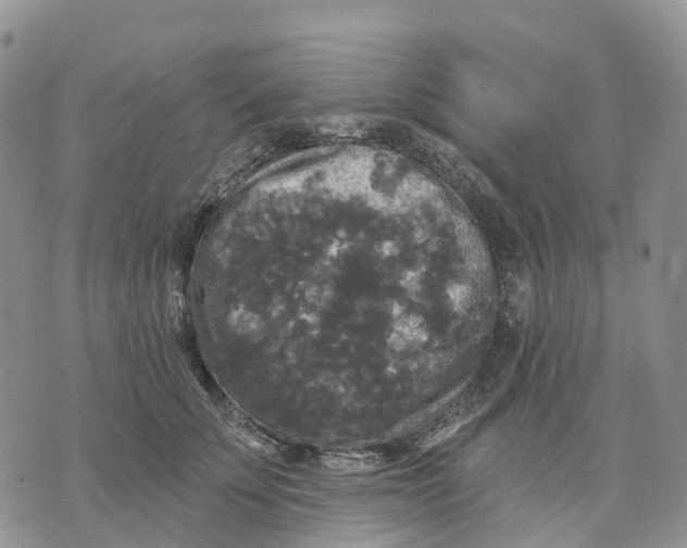 X0000070340707200606301741