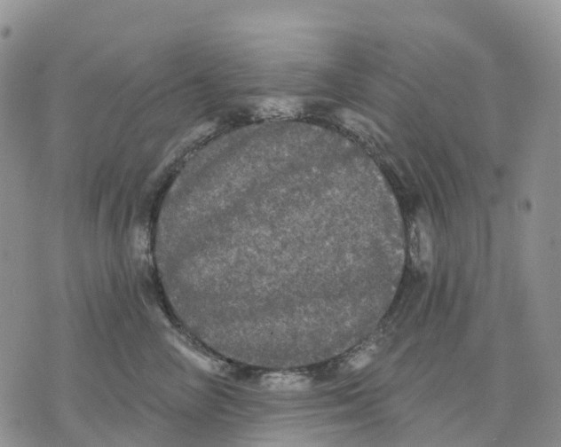 X0000070340714200606301741