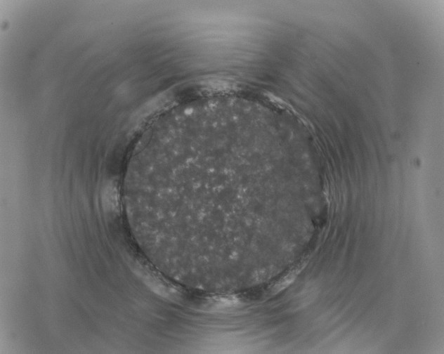 X0000070340715200606301741