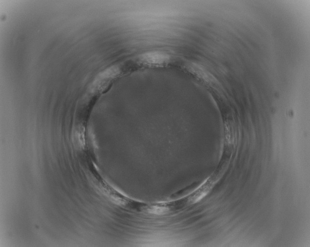 X0000070340718200606301741