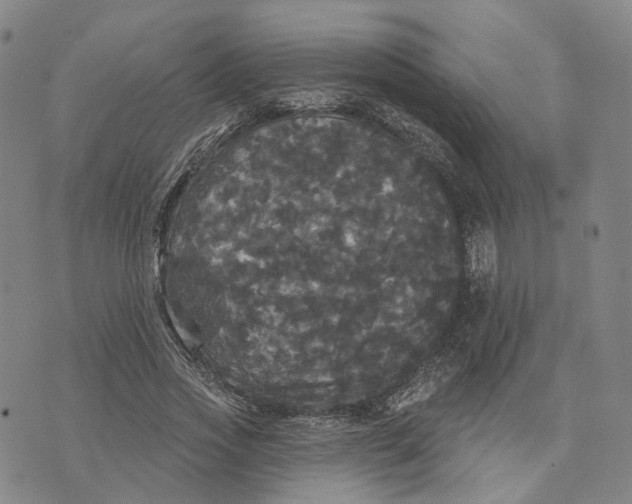 X0000070340733200606301740