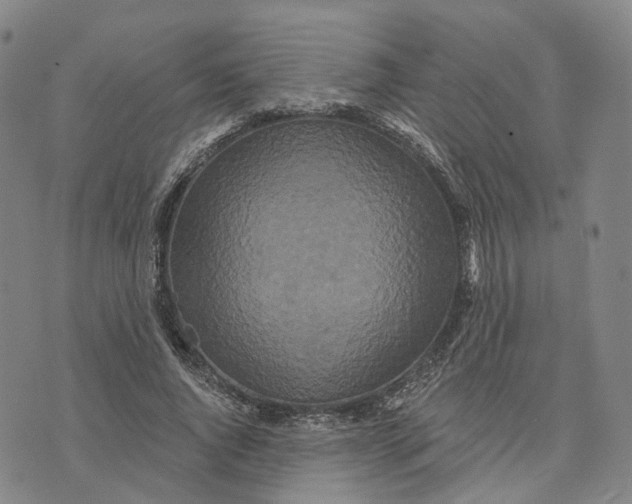 X0000070340736200606301740