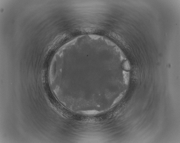 X0000070340738200606301740