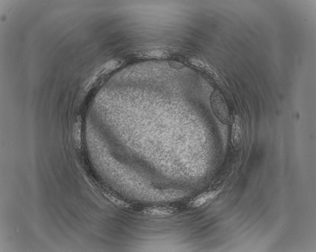 X0000070340739200606301740