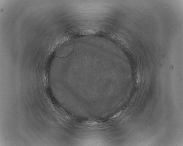 X0000070340743200606301740