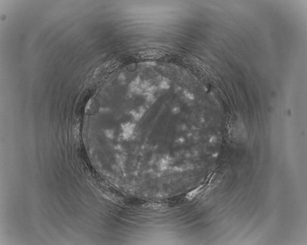 X0000070340745200606301740