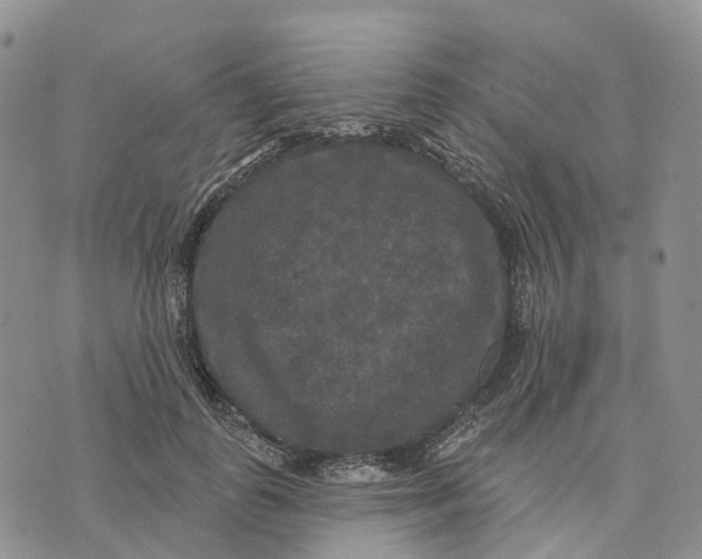 X0000070340747200606301740