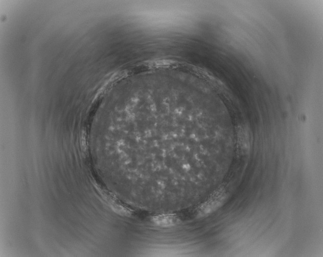 X0000070340761200606301740