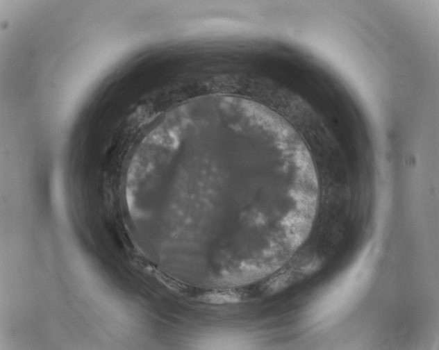 X0000070340765200606301740