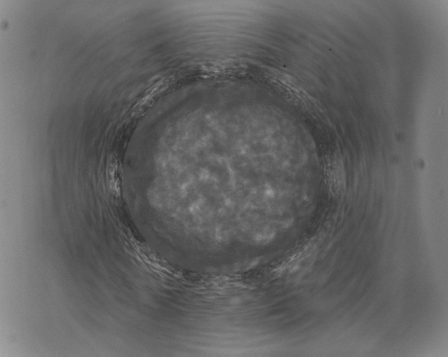 X0000070340770200606301740