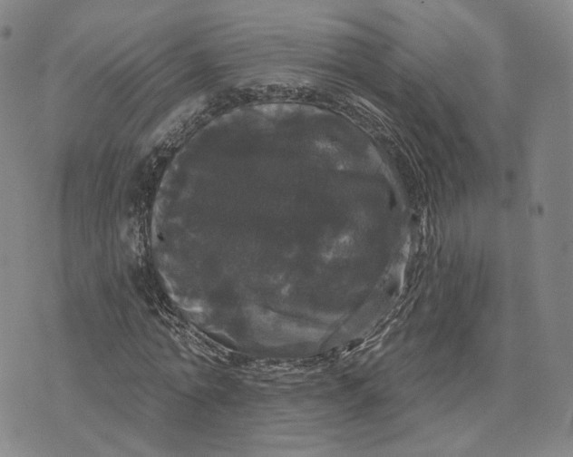 X0000070340774200606301740