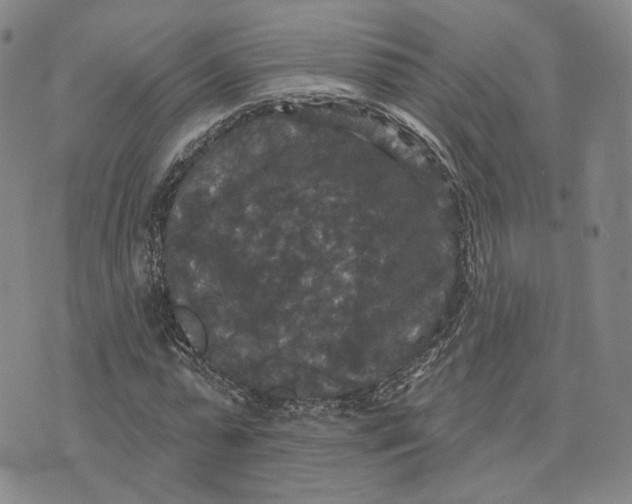 X0000070340775200606301740