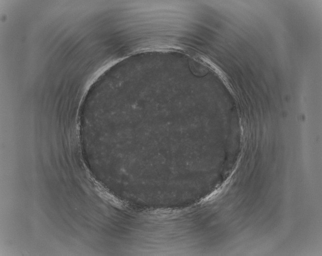 X0000070340779200606301740