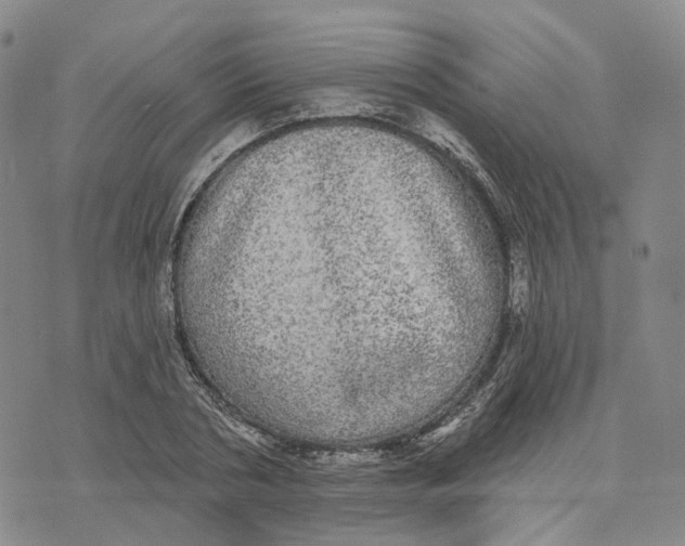 X0000070340786200606301739