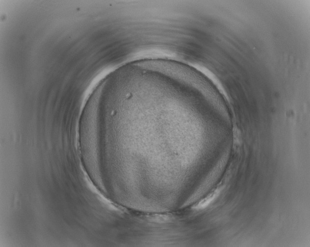 X0000070340815200606301739