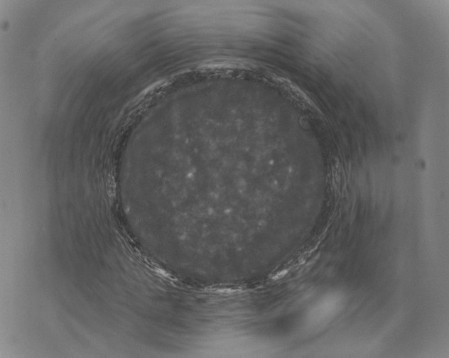 X0000070340821200606301738