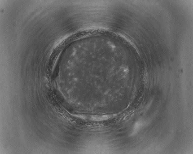 X0000070340823200606301738