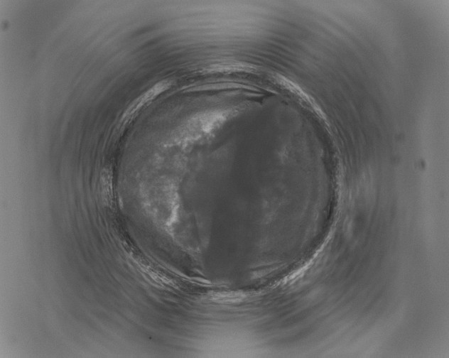 X0000070340825200606301738