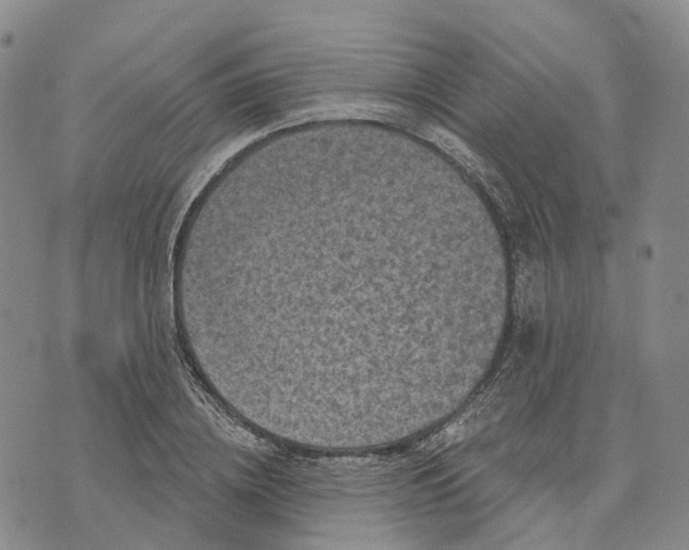 X0000070340836200606301739