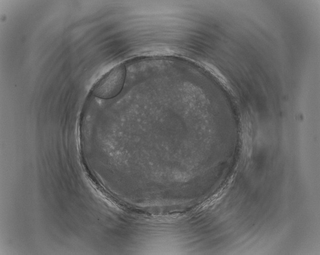 X0000070340840200606301739