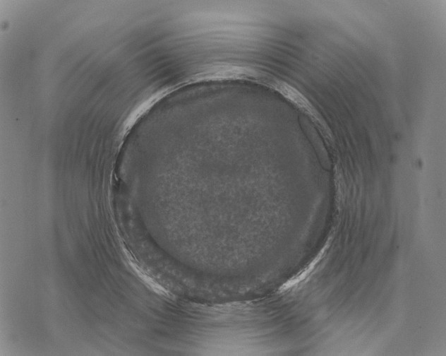 X0000070340842200606301739