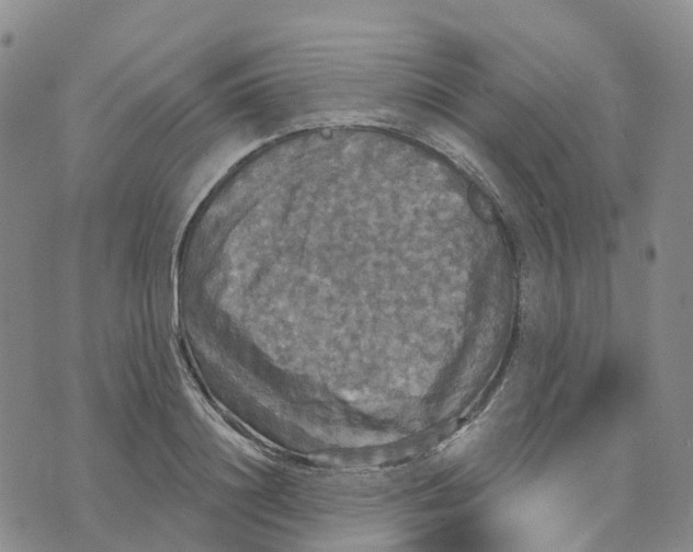 X0000070340844200606301739