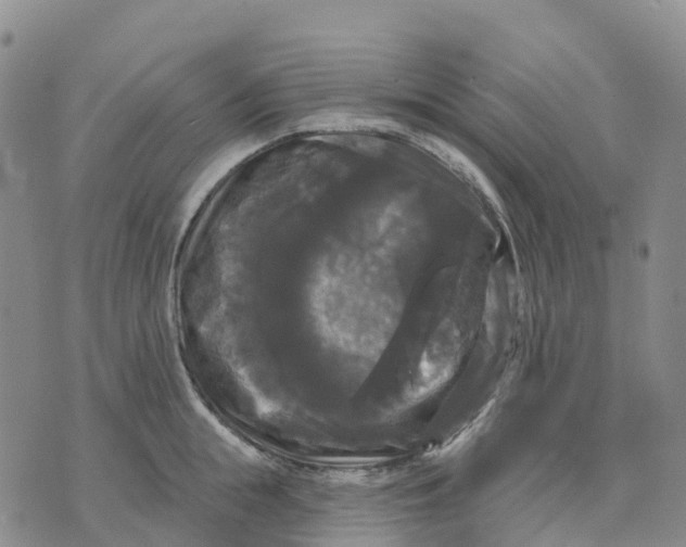 X0000070340855200606301739