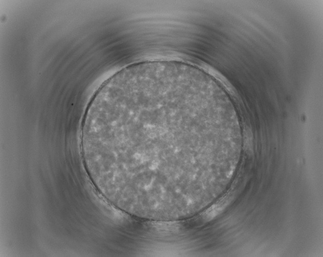 X0000070340856200606301739