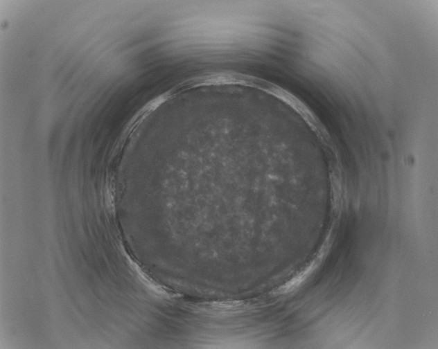 X0000070340857200606301739