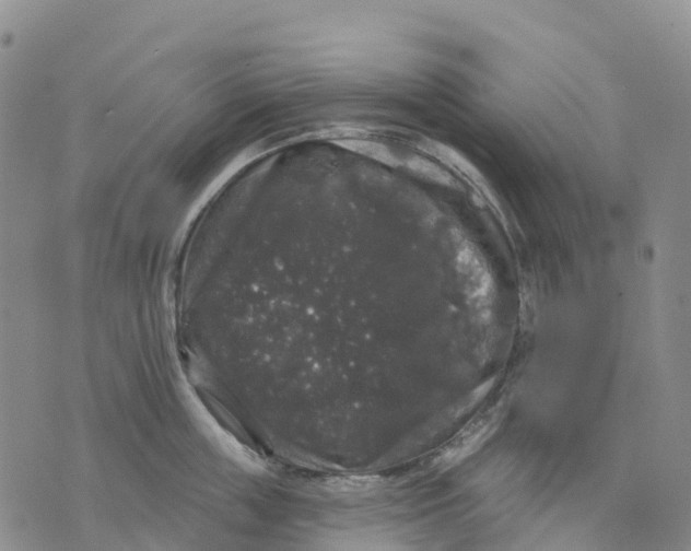 X0000070340859200606301739